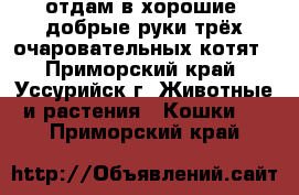 отдам в хорошие, добрые руки трёх очаровательных котят - Приморский край, Уссурийск г. Животные и растения » Кошки   . Приморский край